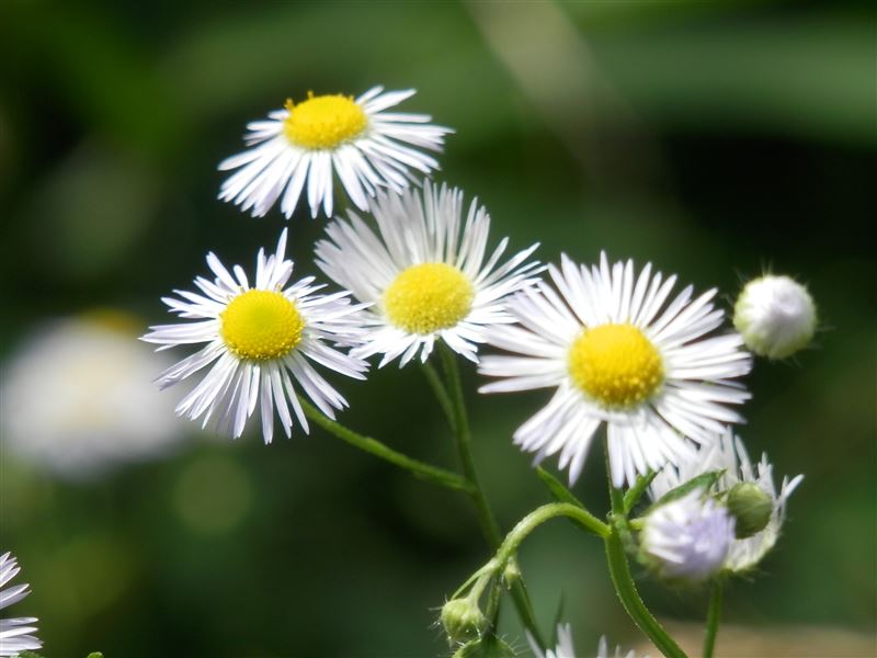 ひな祭り,メイク・ア・ウイッシュ,おひな様,古代笛,オカリナ,白血病,骨髄移植,夢をかなえる,難病