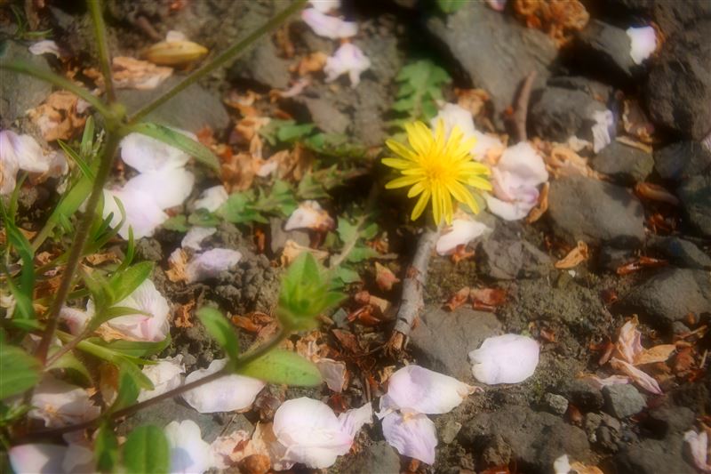 ひな祭り,メイク・ア・ウイッシュ,おひな様,古代笛,オカリナ,白血病,骨髄移植,夢をかなえる,難病