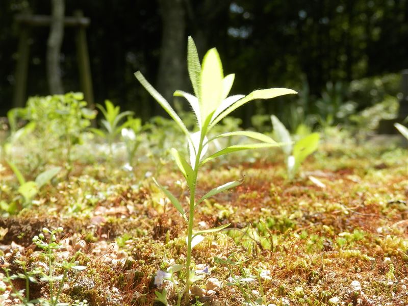 ひな祭り,メイク・ア・ウイッシュ,おひな様,古代笛,オカリナ,白血病,骨髄移植,夢をかなえる,難病