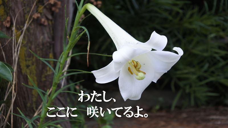 �����@���̊ԈႢ,�l��180�x�]��